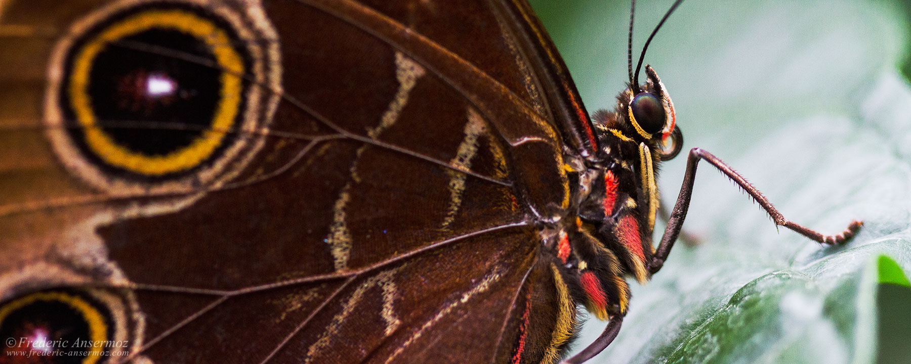 Canon EF 100mm F2.8 Macro Review | Ansermoz-Photography Canon EF 100mm F2.8 Macro Review | Ansermoz-Photography