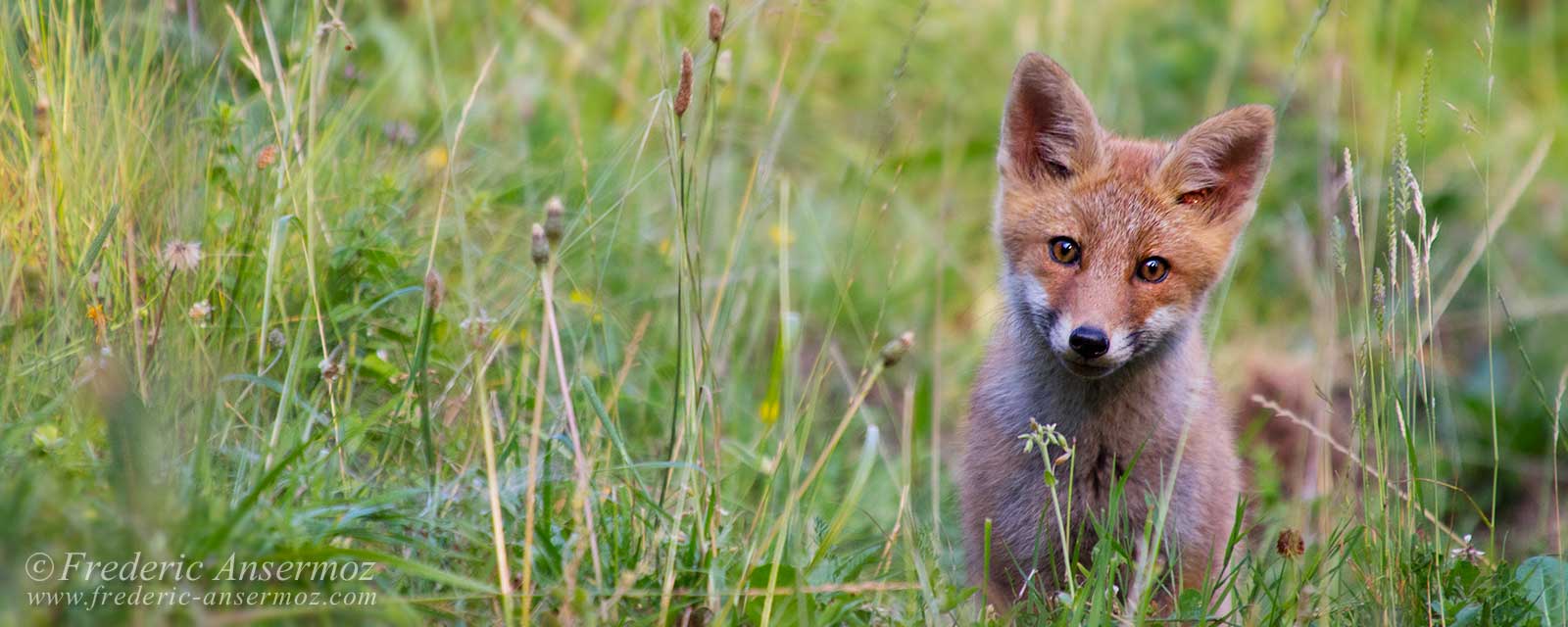 Wildlife In Switzerland – Some Animals | Ansermoz-Photography Wildlife In Switzerland – Some Animals | Ansermoz-Photography