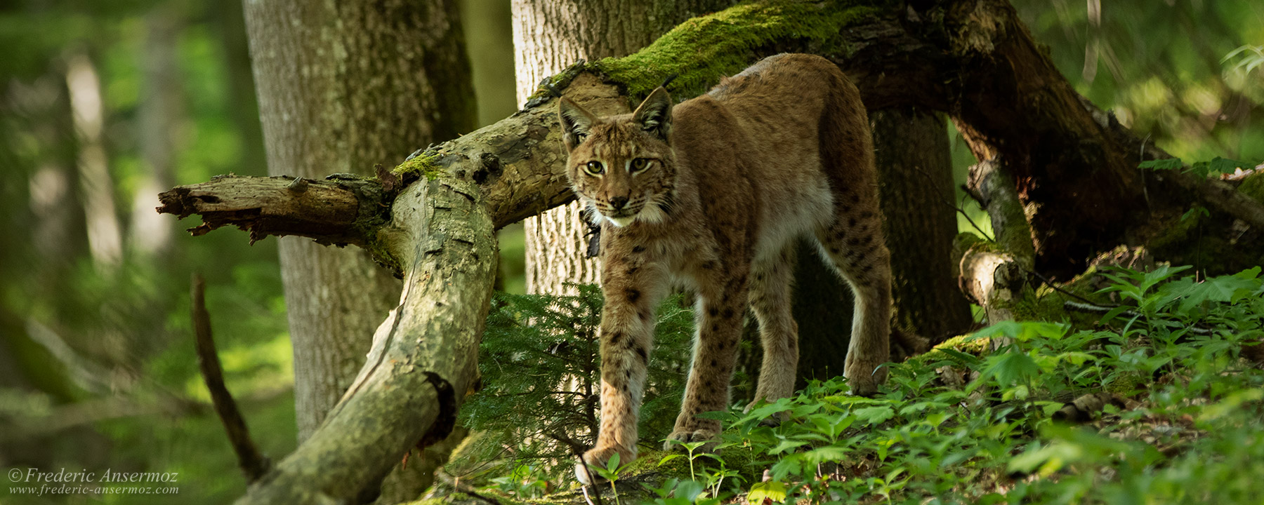 Le lynx en Suisse