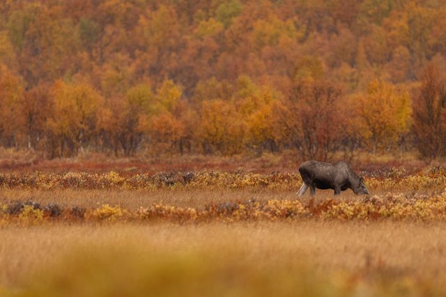 Moose and Landscapes of Norway – Autumn