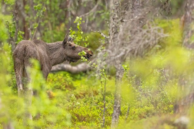 Moose and Landscapes of Norway – Spring