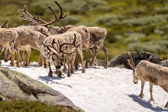 Wild Reindeer in Norway