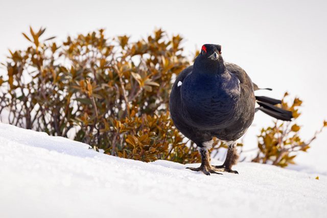 Black Grouse – Canton of Fribourg