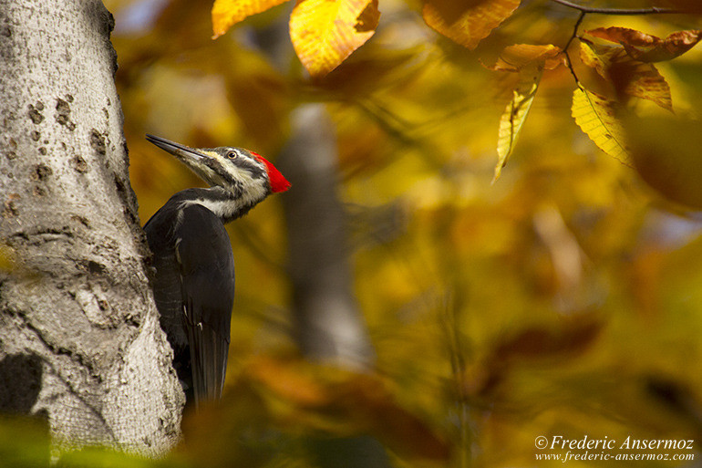 Pileated woodpecker