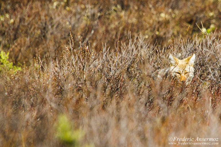 Kananaskis country 15