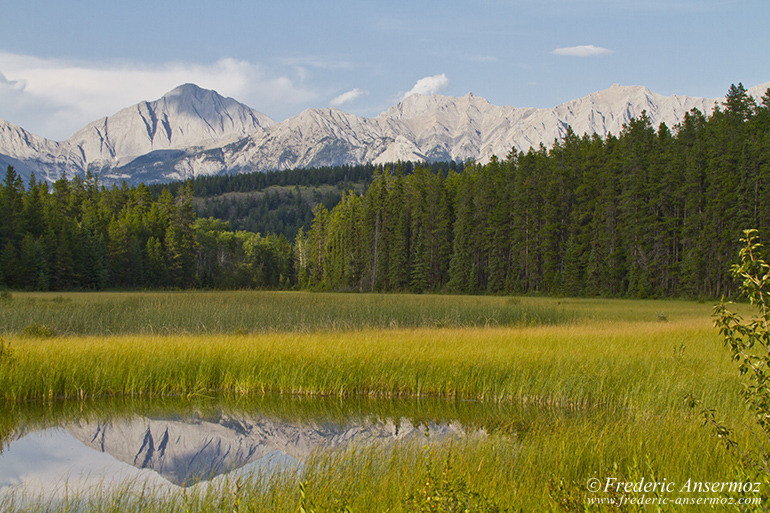 Grisette mountain jasper swamp