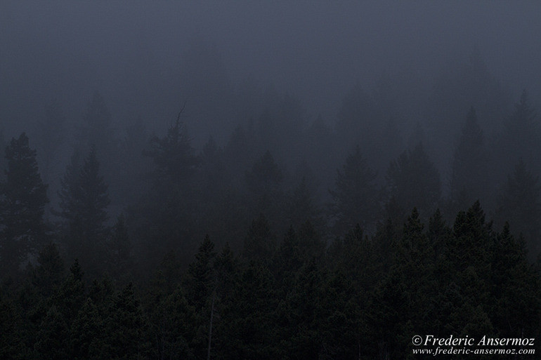 Forest trees silhouette