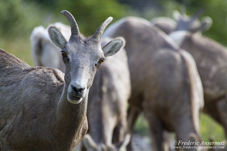 Bighorn sheep female