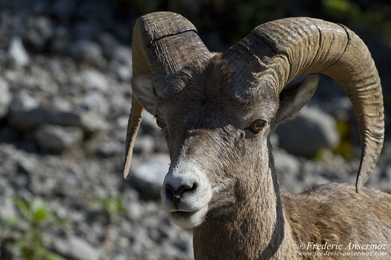 Bighorn sheep portrait in Alberta mountains