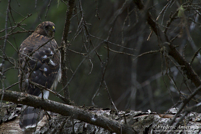 Hawk on branch in tree near Banff, Alberta