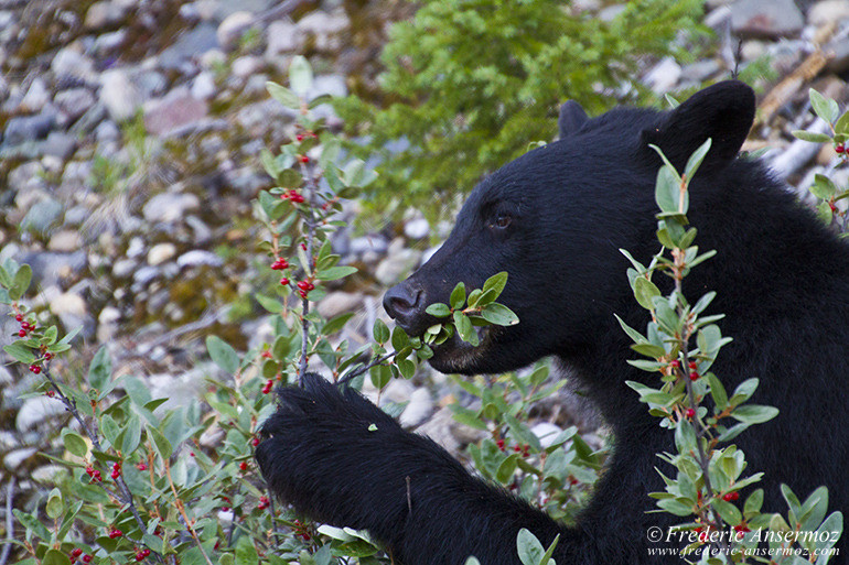 Ours noir qui mange des baies dans les bois