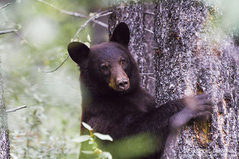 Ours noir agrippant un arbre en Alberta Rockies