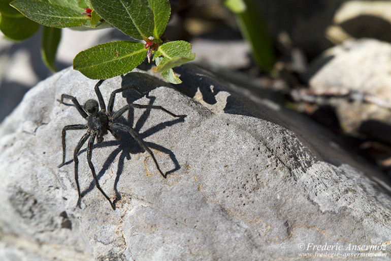 Black spider in Rocky Mountains in Alberta