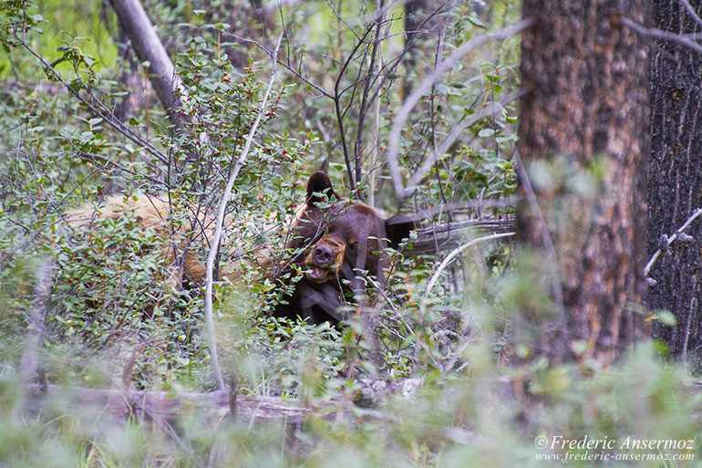 Cinnamon bear eating berries in the woods