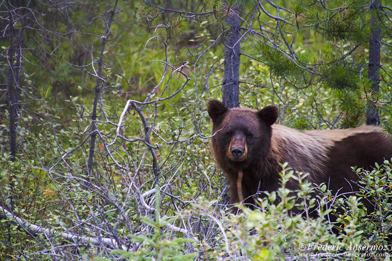 Cinnamon bear in buffalo berries in Alberta