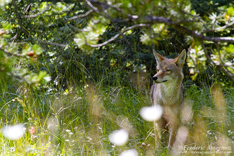Coyote en Alberta dans le parc de Banff