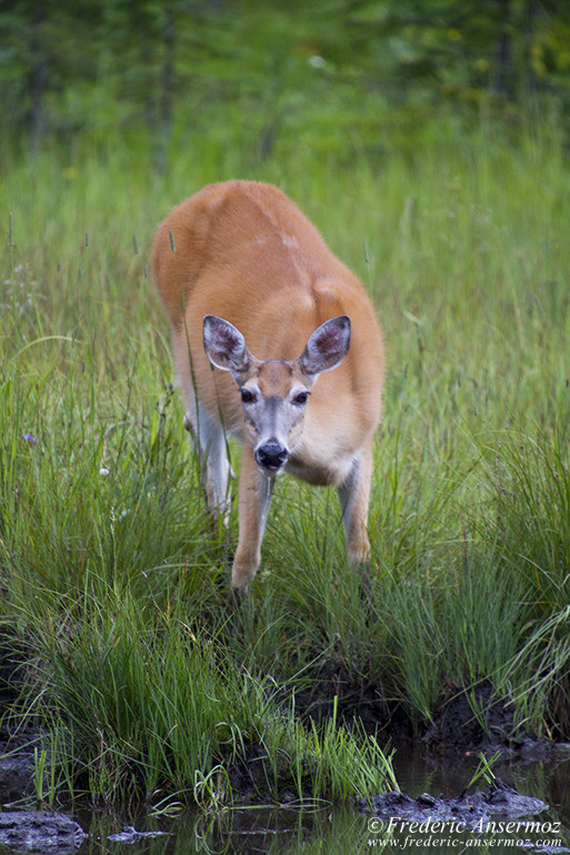 Deer drinking water in river in meadow