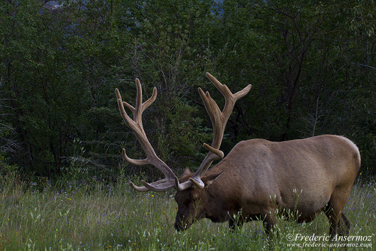 Elk with big antlers eating grass in meadow in Alberta