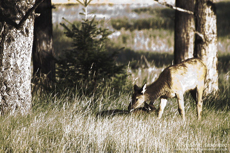 Elk female eating