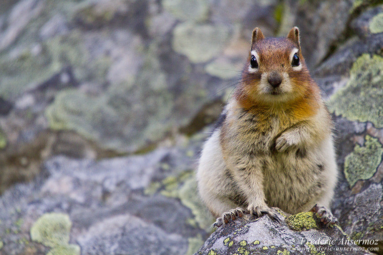 Golden mantled ground squirrel