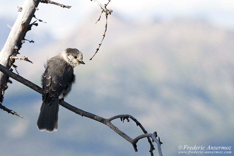 Grey jay in Alberta Rocky Mountains, on branch