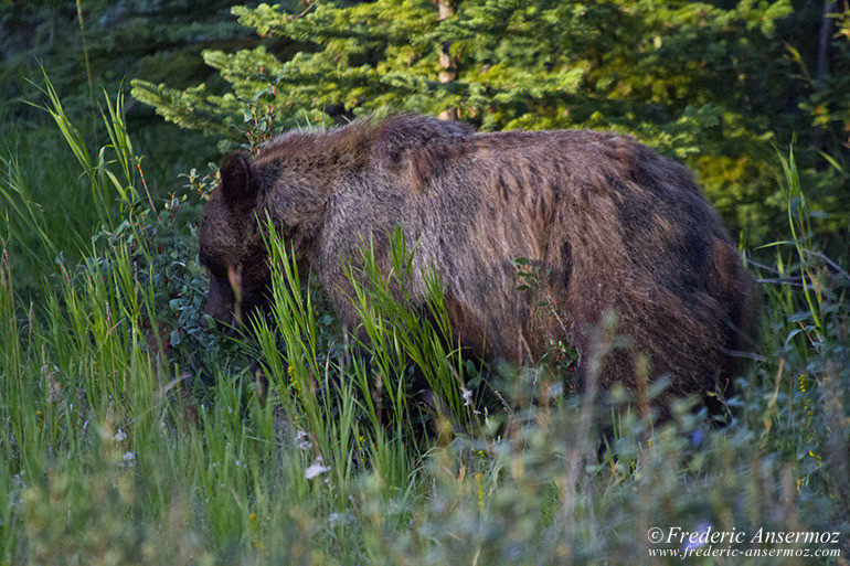 Grizzly eating in Alberta Rockies