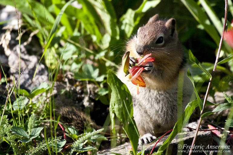 Ground squirrel eating flower