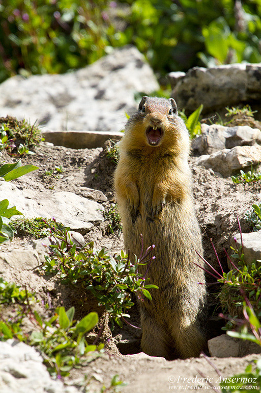 Prairie dog standing and screaming with burrow in Alberta