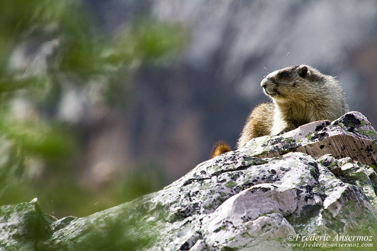 Marmot laying