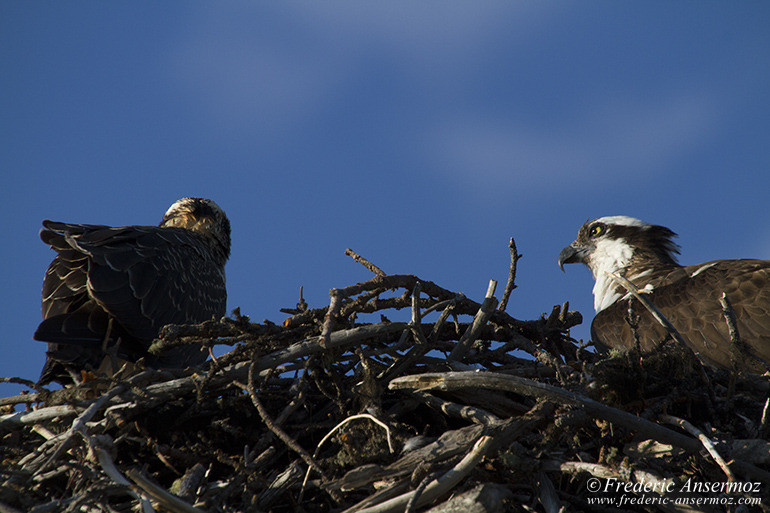 Osprey