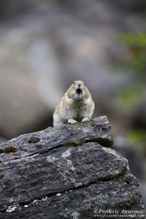 Pika screaming on rock in Alberta