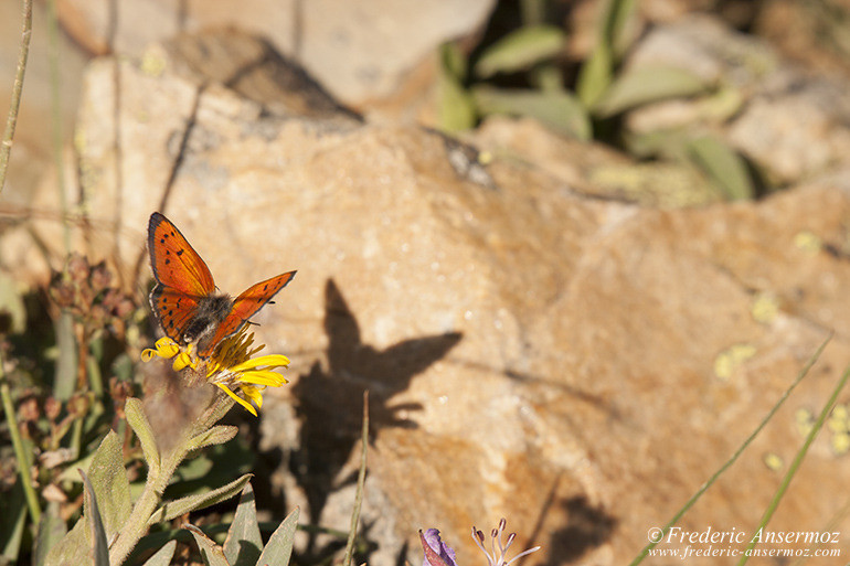 Red butterfly