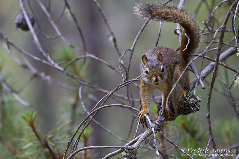 Squirrel on branch in pinecone tree