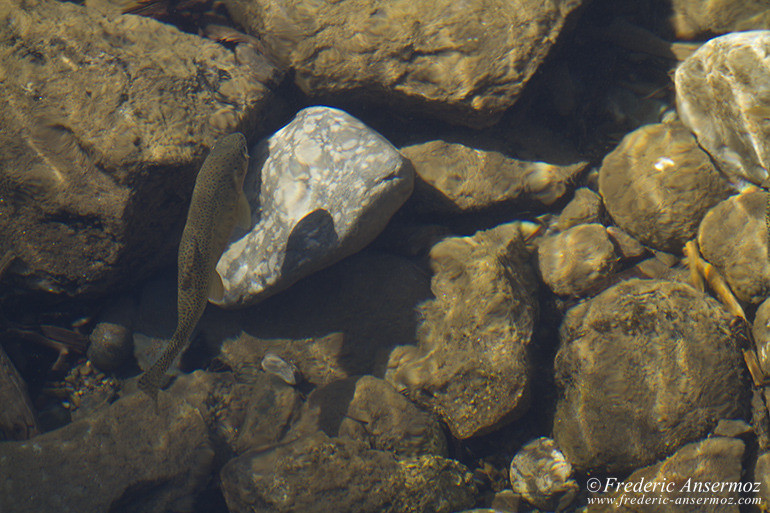 Trout in river in Alberta, in clear water with rocks