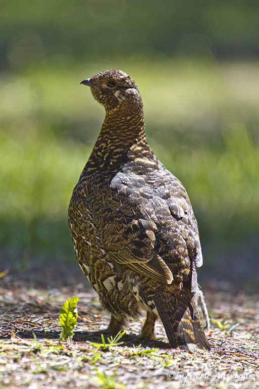 Willow grouse standing in forest on trail in Alberta