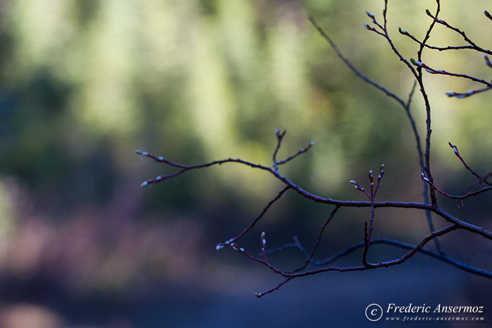 12 branch blurry background
