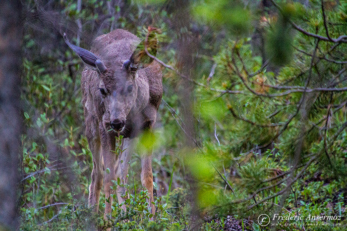 01 deer in forest