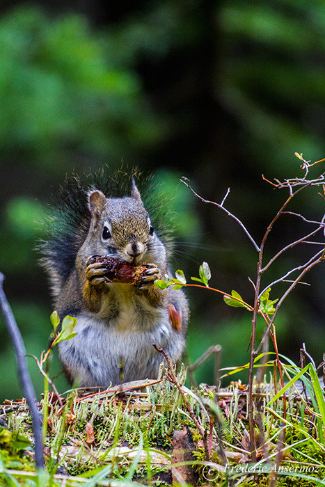 03 squirrel eating pinecone