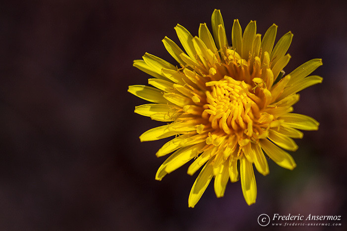 04 yellow flower alberta 04 yellow flower alberta