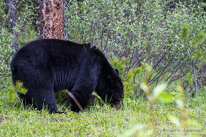 05 black bear eating grass