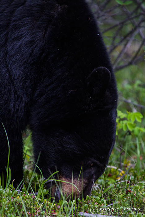 06 black bear head