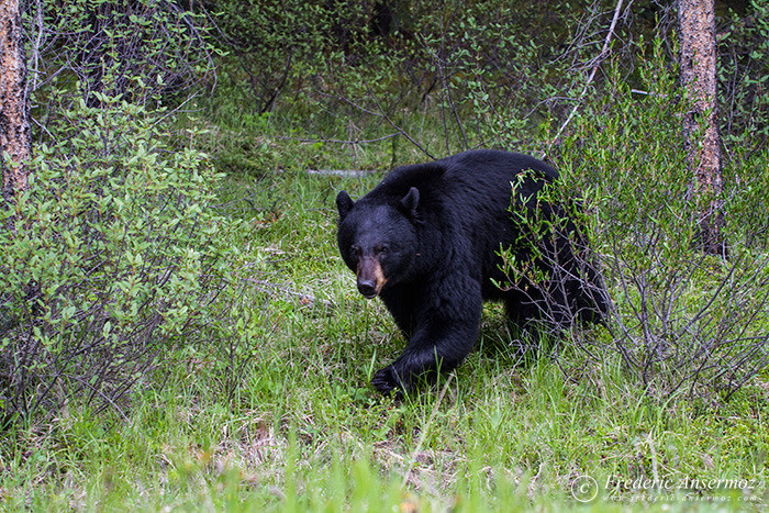 08 black bear walking forest