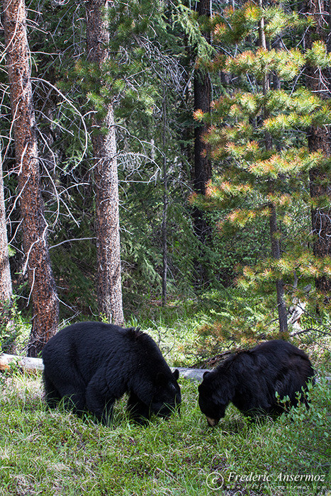 12 black bears mother cub