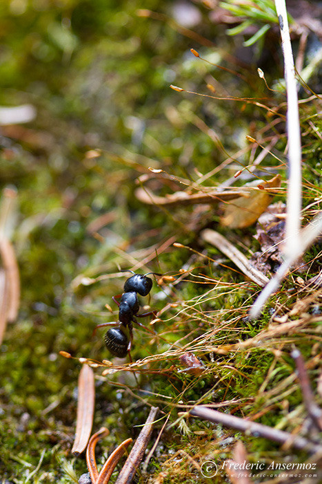 16 black ant moss