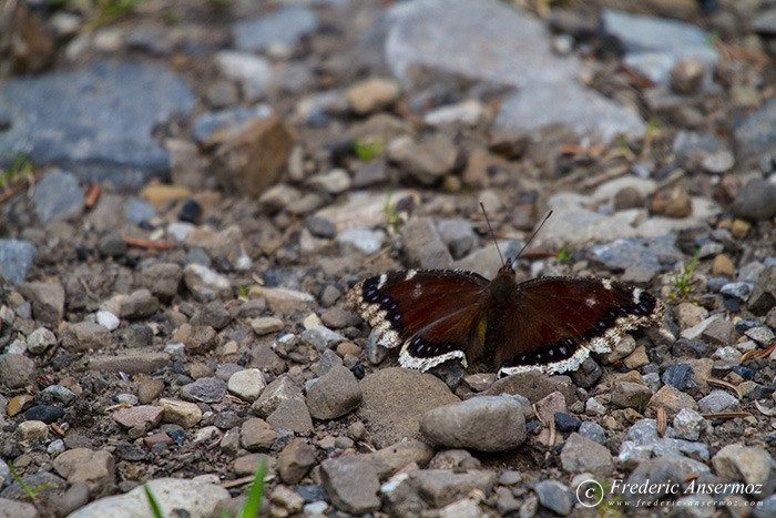 18 brown butterfly alberta