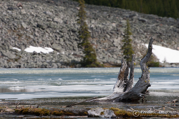 06 consolation lake ice tree.jpg 06 consolation lake ice tree.jpg