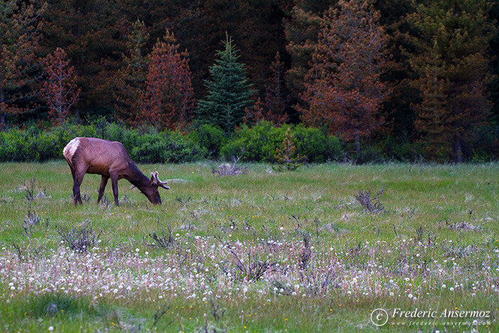 14 elk eating grass