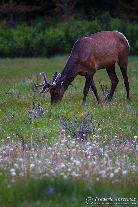 15 elk male eating