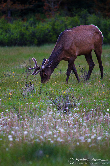 15 elk male eating 15 elk male eating