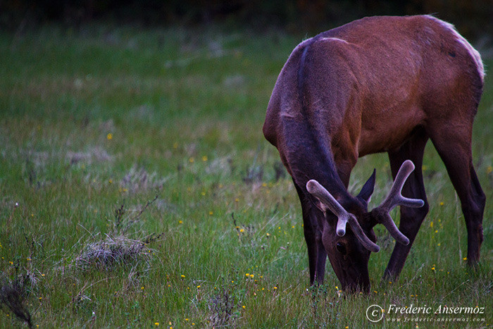 16 elk alberta